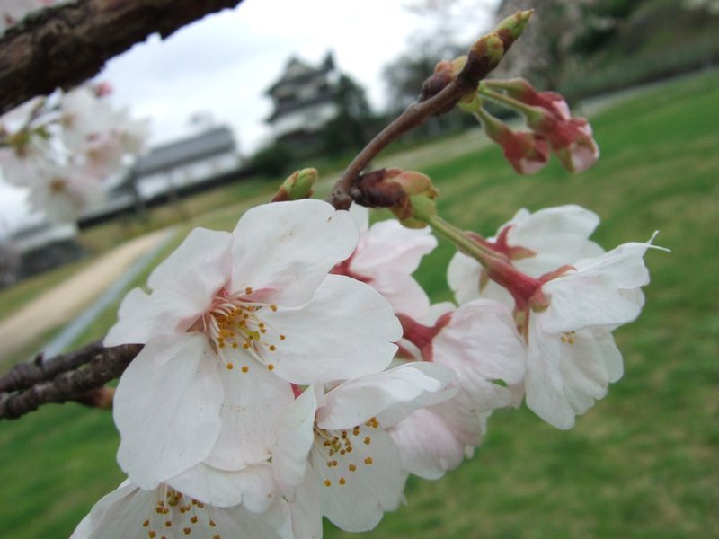 Sakura2010