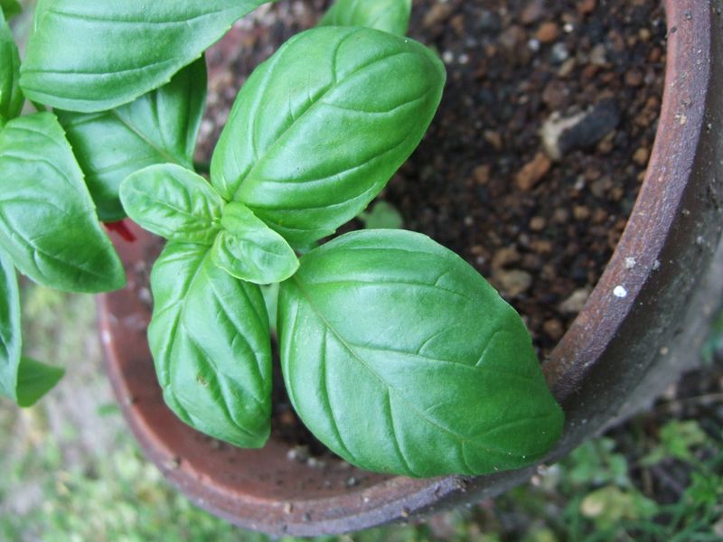 Basil2010