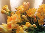 Freesia refracta