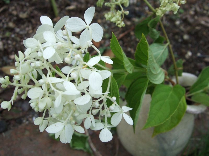 WhiteHydrangea