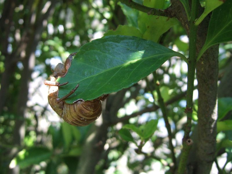 Cicada