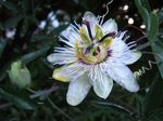 PassionFlower2010
