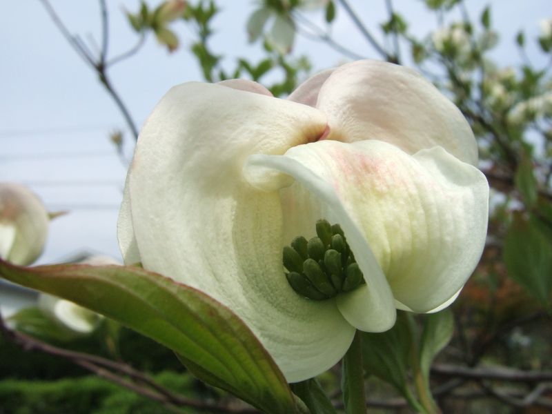 Dogwood2010