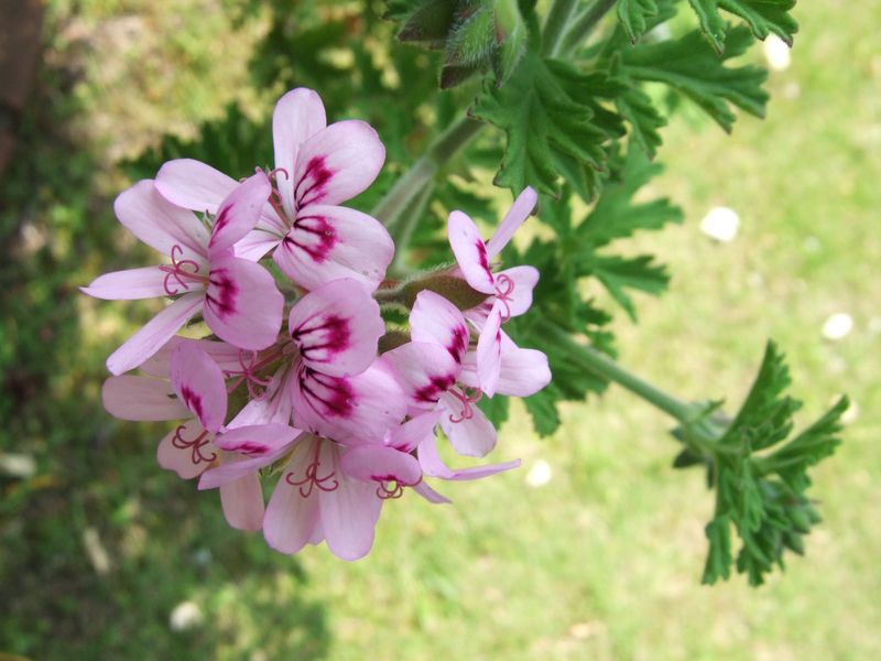 Pelargonium