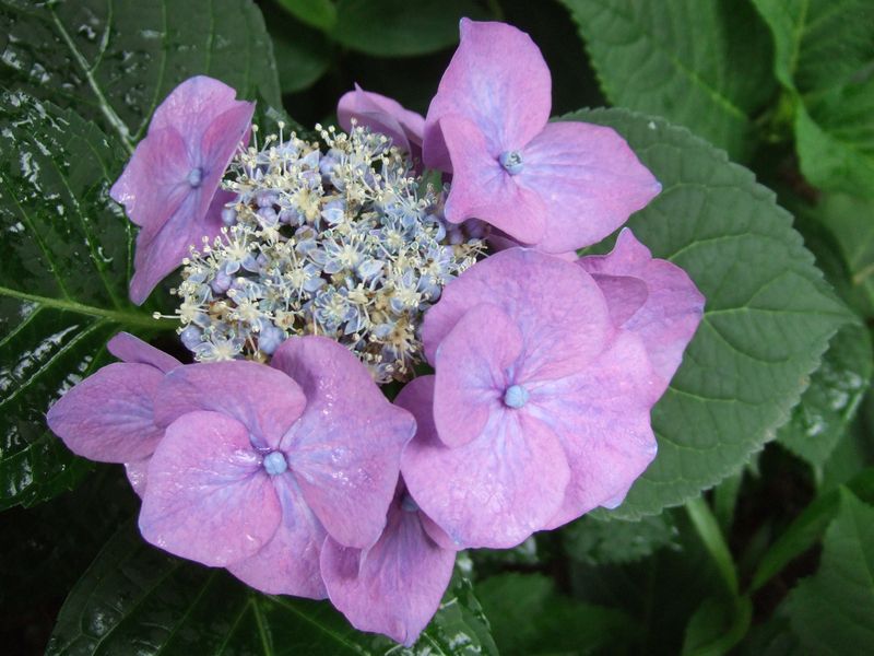 Hydrangea