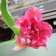 Tortu's Tulip