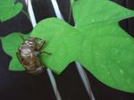 Cicada