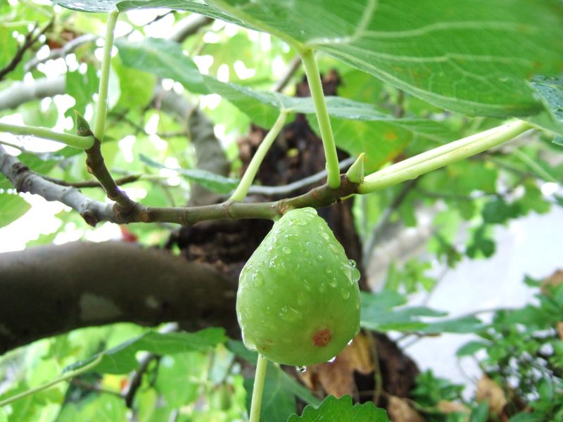 Fig