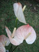 Anthurium