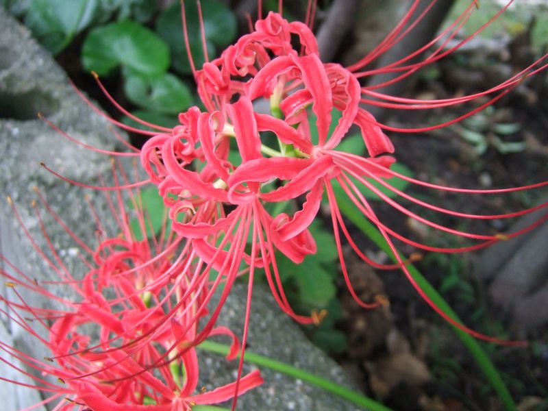 Cluster amaryllis