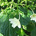 隅田の花火！