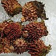 海のパイナップル。  Sea squirt