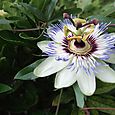 おそらく今年最後。　Passion flower
