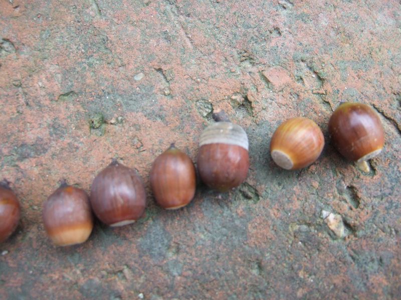 Acorns