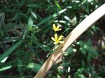 Yellow flowers