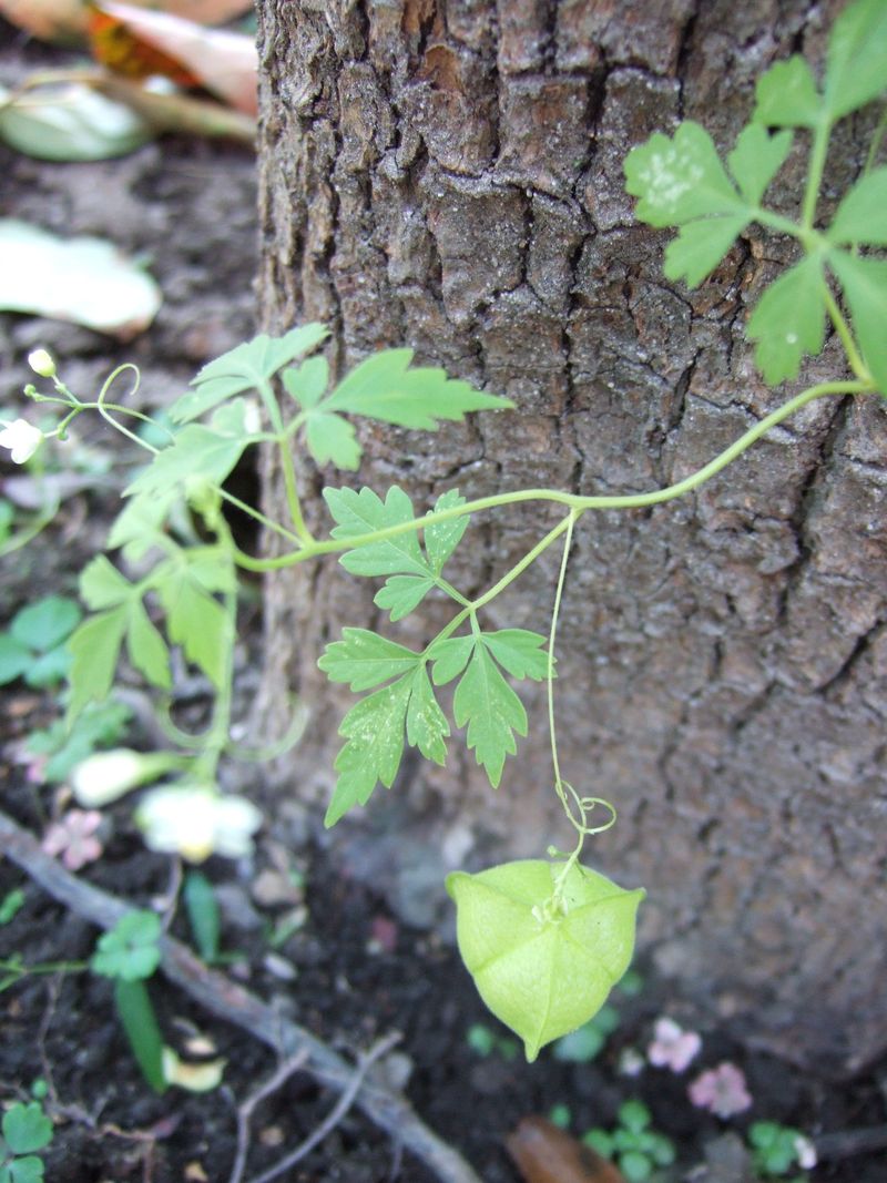 Heart pea