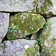 苔むす石にも意味が。 Moss