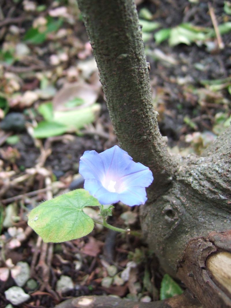 Tiny Morning glory