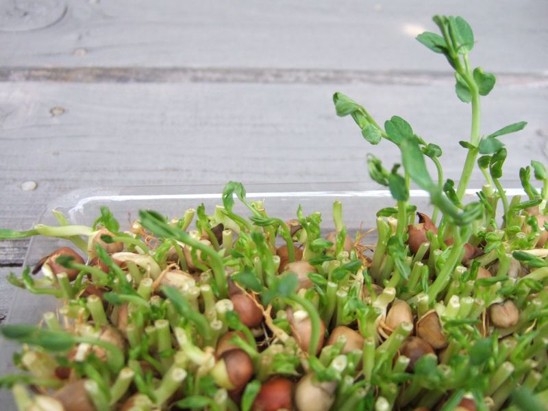 Sprouts