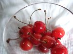 Orrefors Cherry