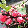 木瓜。　Flowering Quince