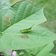 犯人。　Oriental longheaded locust