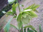 Green Christmas rose