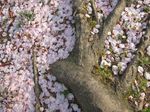Sakura hubuki