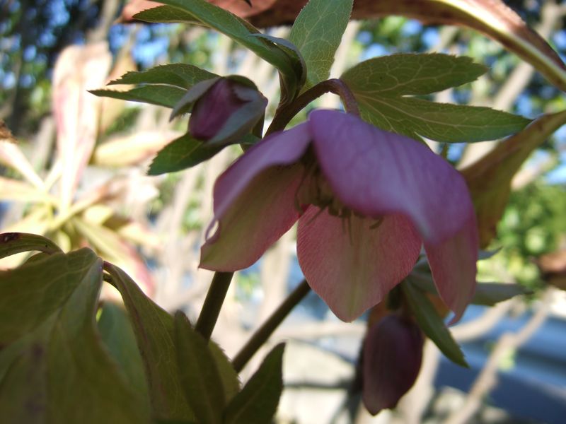 240213 Christmas rose