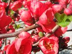 Red quince