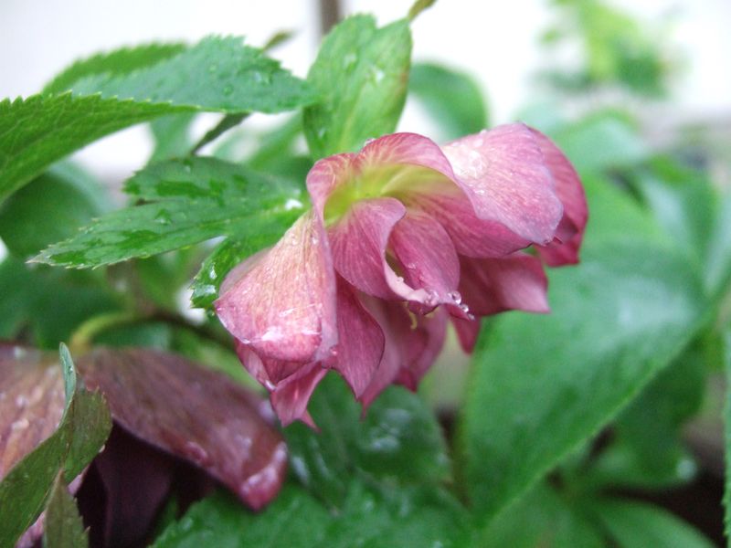 Purple Christmas rose