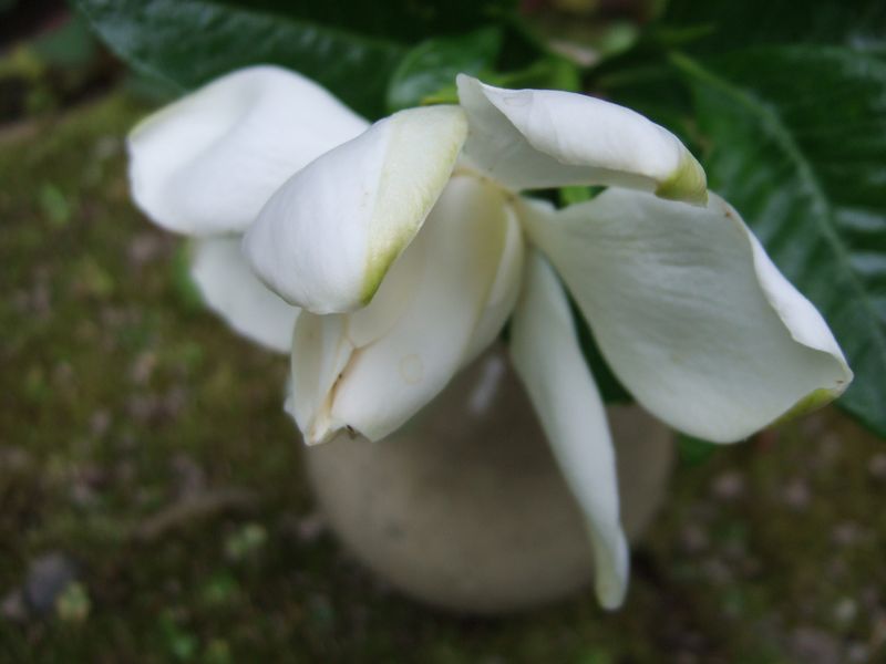 Gardenia