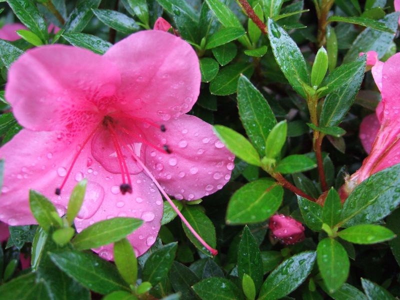 Pink azalea