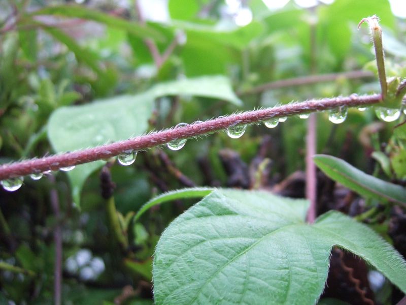 Water drops