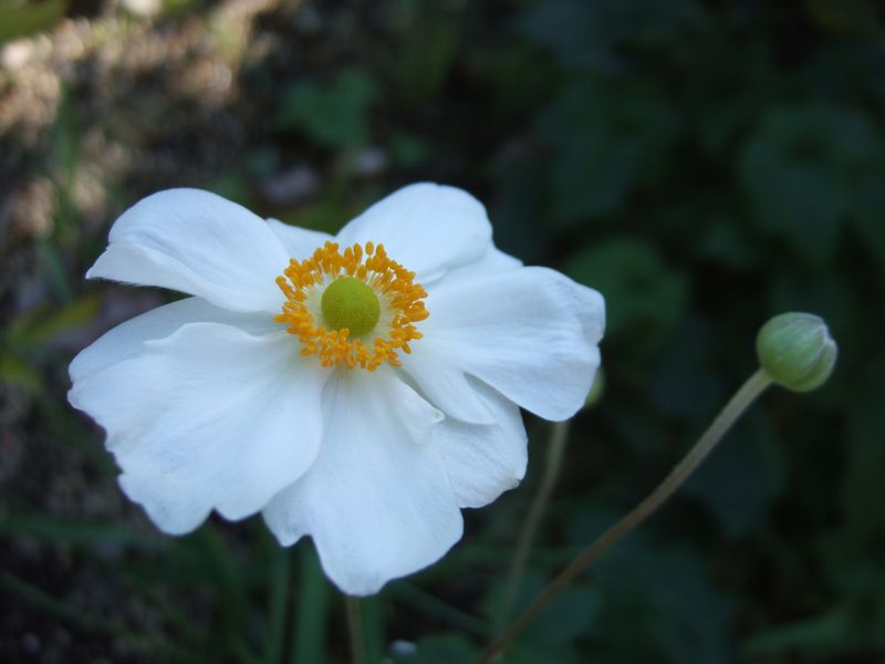 Japanese anemone