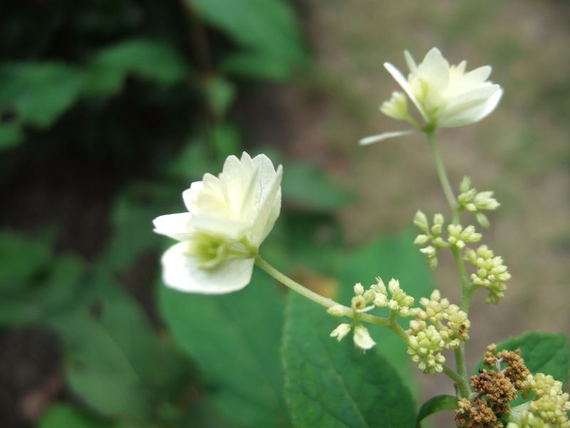 201013 Hydrangea