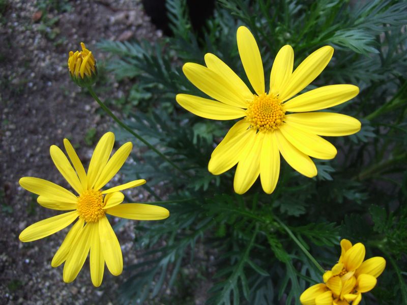 Euryops daisy