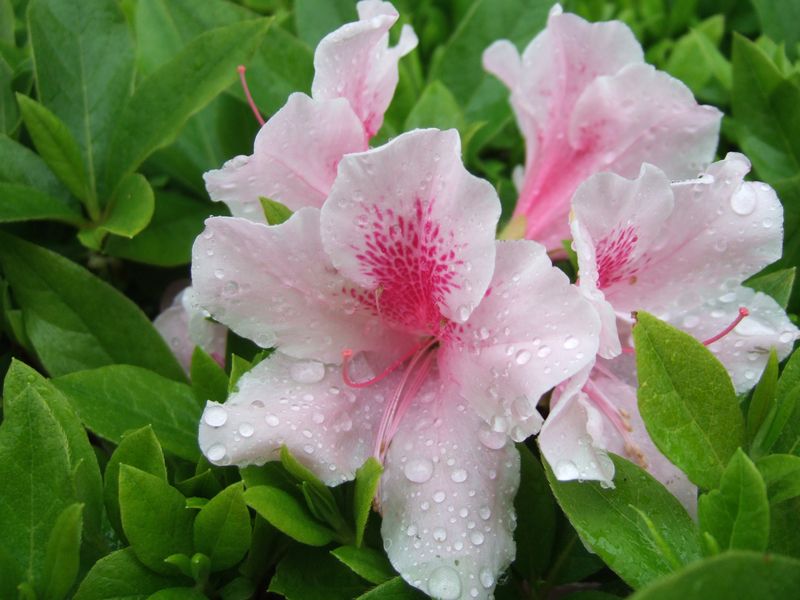 Azalea