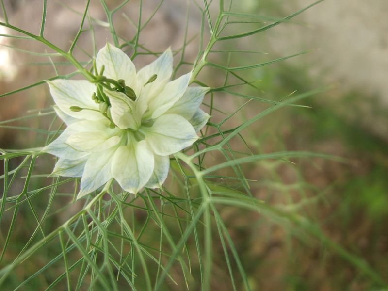 100514 Nigella