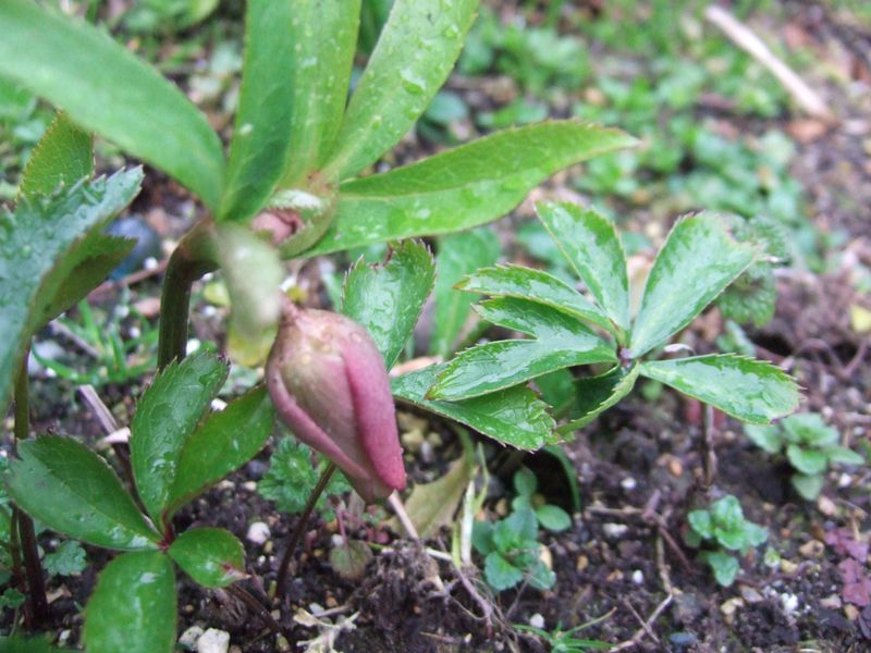 030214 Christmas rose