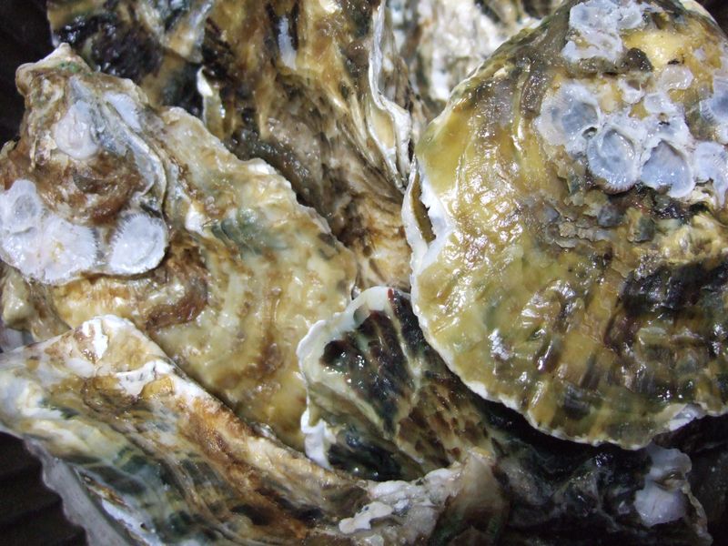 Oyster shell