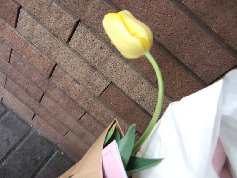 Yellow tulip