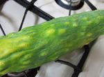 Ripe cucumber