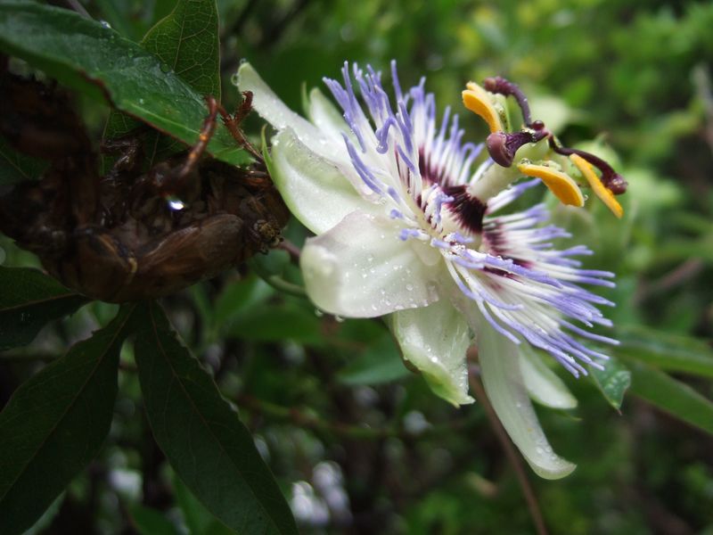 Cicada & Passionflower