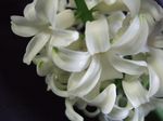 Hyacinth white