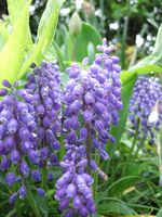 Muscari