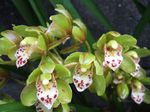 Cymbidium