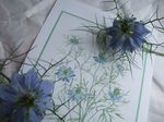 220514 Nigella