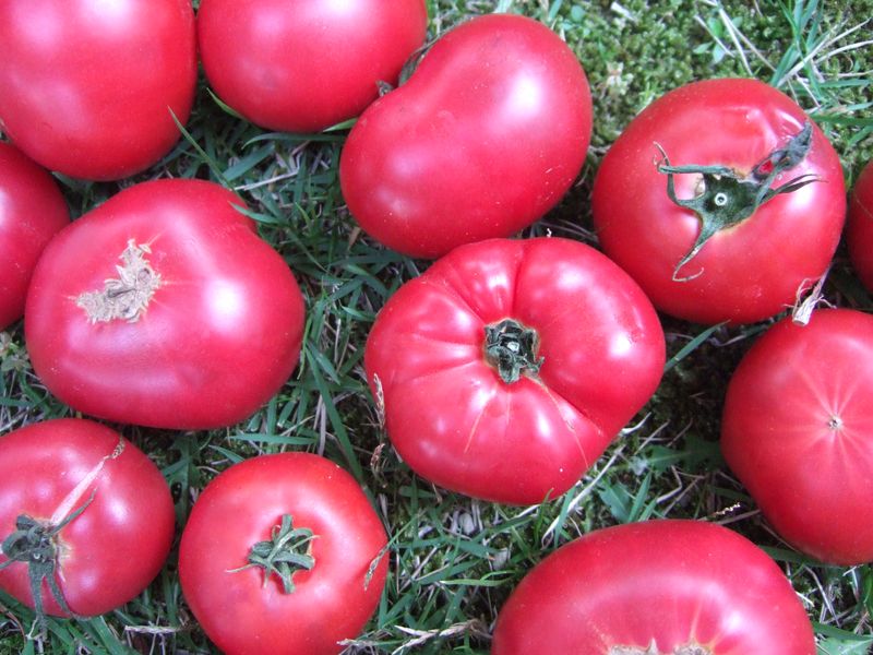 Tomatoes