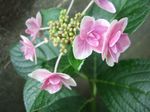 Hydrangea pink